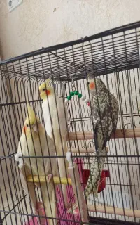 عروس هلندی