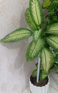گل دیفن و گل پتوس