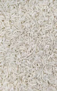 برنج شیرودی