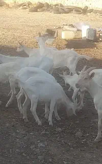 بز سانن