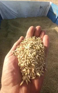 جو محلی