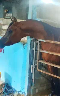 کشش نریان عرب مصری