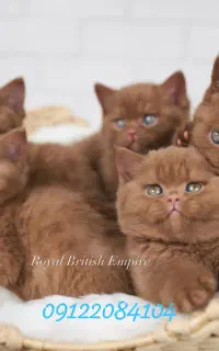 گربه چاکلت ناتلای واقعی و خوشمزه