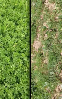 احیای خاک / کود ارگانیک / کارشناسی اراضی