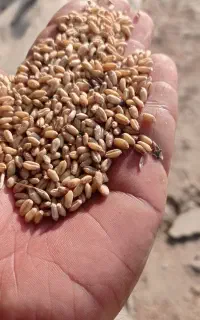 گندم کلاته درجه یک