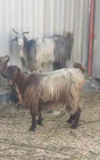 دوعدد بز تازه برخورده تندار و جوان