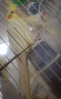 عروس هلندی ماده