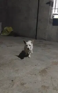 واگذاری پاکوتاه تمیز زرنگ