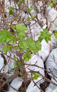 انگور زابل یاقوتی یا روچه