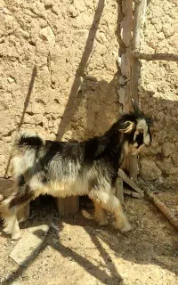 بز.پازن.کهره
