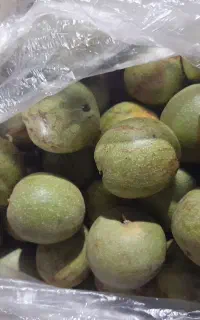 گردو تازه کردستان
