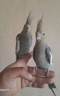 دو تا عروس هلندی دستی