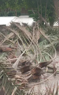 موغ درخت خرما