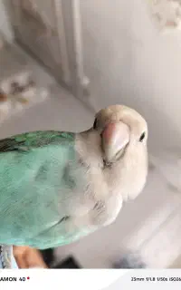 پرنده‌ی گمشده