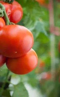 گه صیفی‌جات با تناژ بالا میخوای این کود رو بزن