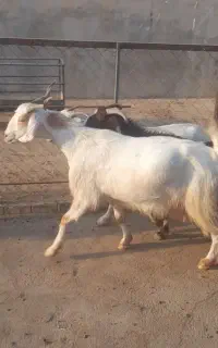 بز داشتی جوون