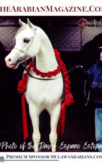 مادیان دوسر مصری زیبایی تولید خارجی