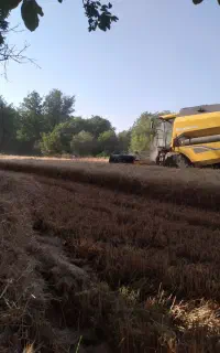 فروش کلش گندم