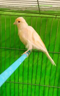 قناری ماده اماده