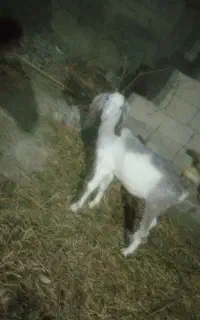 نربز