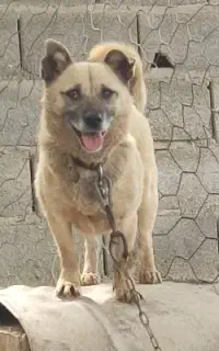 پاکوتاه ماده سگ آژیر خطر