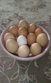 تخم‌مرغ بومی