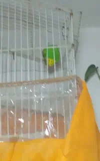 مرغ عشق معاوضه
