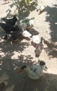 اردک