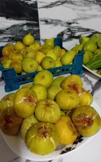 انجیر شیرازی