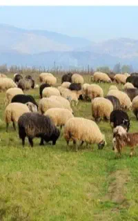 برای تولد نوزادو حاجی  ارگانیک زنده