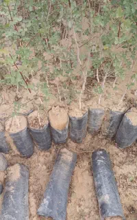 نهال پسته وحشی نهال بنه