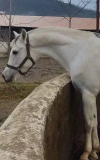 نریان درشور پرخون