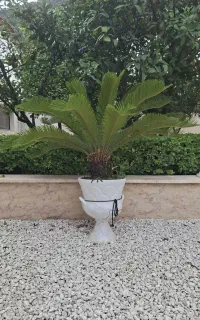 گل سیکاس