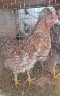 سه عدد مرغ