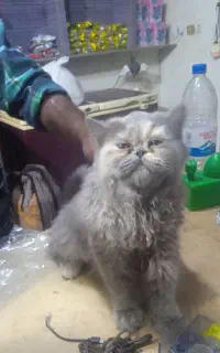 گربه خارجی ناز و پشمالو
