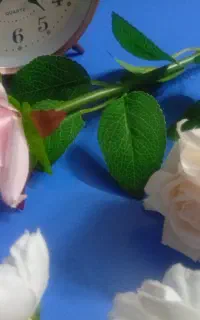 گل رز