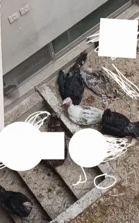 بوقلمون ۴ ماه