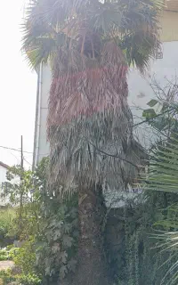 درخت پالم