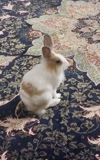 خرگوش