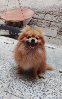 سگ اشپیز پامر