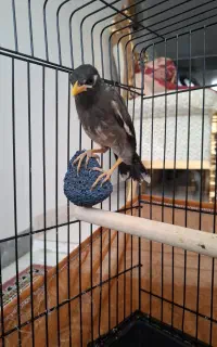 جوجه مینا تازه دونخور‌