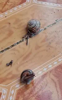 حیوان خانگی