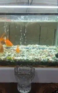 آکواریوم و ماهی های زینتی