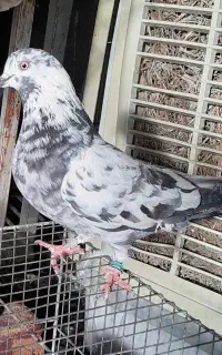 ماده