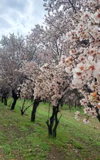 نیازمند کارگر برای آبیاری باغ