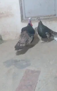 بوقلمون برنزه