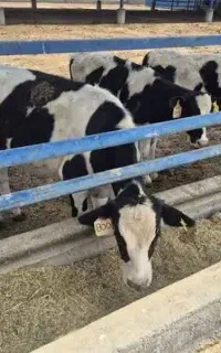 فروش شیر محلی پرچرب