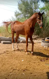 اسب
