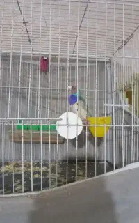 فنچ گلدین