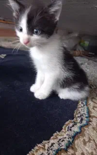 ‌واگذاری رایگان بچه گربه